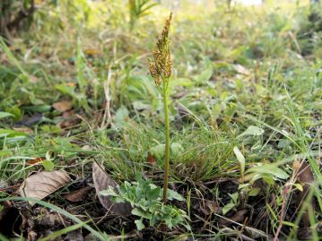 晩秋から冬にかけて、直立した胞子葉を伸ばす。 胞子葉の様子が花の穂を連想させるので、ハナワラビと呼ばれる。