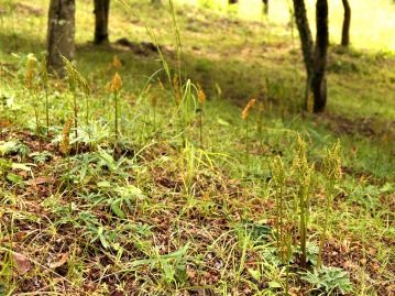 頻繁に草刈りが行われて草丈が低く保たれているような草地では一面に群生することもある。 （２０１３年１０月 岡山市北区にて撮影）