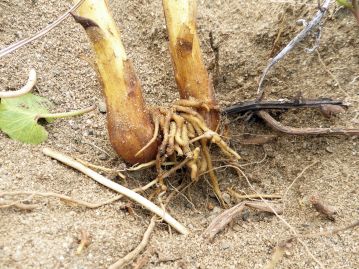 根に形成した吸器という器官で寄主植物から養分（水分含む）を得ているため、地下には通常の植物のような細根はない。