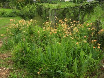 日当たりが良い山地草原に生育する。 7～8月ごろ、高さ1mほどの分枝した花茎の先に橙色の花をまばらに咲かせる。