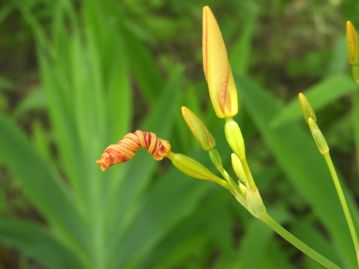 花は朝に咲いて夕方には閉じる一日花。 花弁は閉じたあと、雑巾のように強くねじれ、果実の先に付いたまま長く残る。