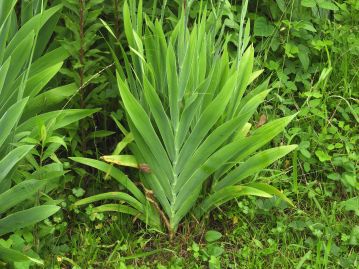 葉や茎は粉白色を帯び、葉は扇状に重なり合って付く。 この葉の様子をヒノキの扇に例えた。