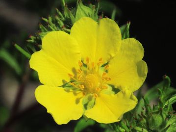 6～8月頃、茎の先の花序に直径1～1.5cm程度の黄色の5弁花をまばらに咲かせる。花弁は先端が凹む傾向が強いようだ。