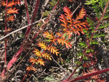 茎や葉軸は赤く、白い長毛が多く生えている。 古くなった葉や、秋には葉が茎や葉軸同様に鮮やかな赤色に紅葉し、美しい。 