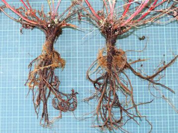 和名は濃褐色で太い根が、生薬として用いられるミシマサイコの根に似ていて、同様の薬効があるとされ、河原に生えることから。