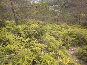 当園からほど近い、倉敷市内の山地の南向き斜面で繁茂する本種。 瀬戸内沿岸地域では最も普通に見られるシダ植物。