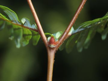 分岐した葉軸の基部には葉状の副枝と、赤褐色の毛に覆われた休止芽がある。 毎春、休止芽から新たな葉軸が伸長する。