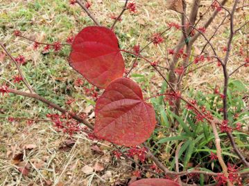 晩秋、葉の紅葉とほぼ同時に紅色の花を咲かせる。 果実は翌年の秋に熟すため、紅葉と花と果実が同時に見られることも。