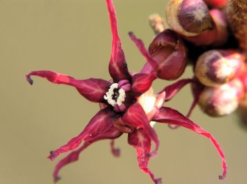 花は2個が背中合わせに咲く。 花弁は紅紫色で5枚、星かヒトデのような形状。 雄しべの葯も紅紫色。 (写真撮影：古屋野 寛)