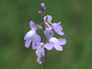 花は直径1cm弱の淡紫色の仮面状唇形花。 上唇は2裂して直立、下唇は3裂しており、中央部は白色で隆起している。