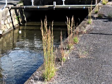 日当たりの良い荒地、草地などに生育する北米原産の外来植物。 舗装の間隙にも生育する。 岡山県下でもごく普通