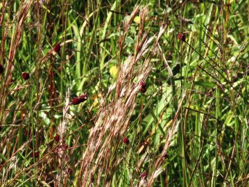 秋の野でワレモコウなどと混生している様子。 結実期には全体が赤褐色になり、花序の白色毛が目立つので、判別しやすい。