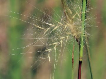 花序は柄のみで結実しない有柄小穂と結実する無柄小穂がある。 花序軸などには白色長毛があり、風で広範囲に散布される。