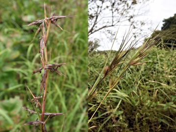 オガルカヤ（左）とメガルカヤ（右）の穂。 本種の出穂期前の草姿がメガルカヤに似ていることが和名の由来と考えられる。