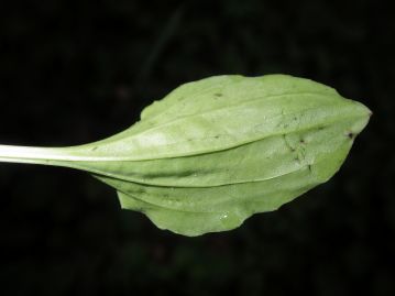 葉裏の写真。 葉縁は全縁もしくは波打ったような形状。 数本の目立つ葉脈があり、葉裏に隆起している。