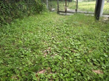 植物園の湿地エリア入口付近の観察路にびっしりと生育するオオバコ。 多くの見学者の靴による種子散布の結果だろうか。