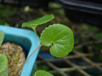 根生葉も革質で硬いが、同属のツリガネニンジン同様に茎葉とは全く形状が異なり、長い葉柄があり、円心形をしている。 