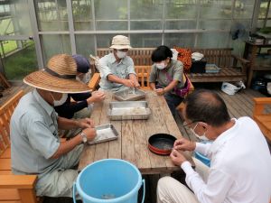 絶滅危惧植物の保存用種子の精選作業