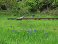 27日：湿地で開花していたカキツバタ（様々な草が芽吹き、すっかり緑一色の草原となった湿地に、カキツバタの花が風に揺れていました）