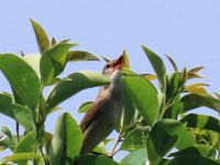 植物園を楽しむ会の開会時に、園内のトウネズミモチのてっぺんでギョギョシ、ギョギョシと大声で鳴いていたオオヨシキリ