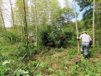 15日：植物園ボランティアによる伐採木の萌芽枝剪定作業（数年前に伐採した樹木の切り株から萌芽した枝が成長したので、太くなりすぎる前に剪定しました）