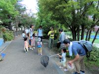 天気の良い日でしたが、倉敷用水沿いは樹木が木陰をつくり、涼しく過ごせました。 オオバボダイジュの実の観察中です