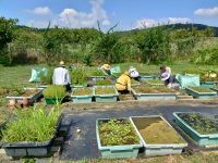 2日：水草プランター置き場の草取り作業（ボランティア） （猛暑のため、7月末よりボランティアの活動時間を9時～のサマータイムとしました）