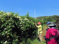 温室エリアのフェンスにからんだセンニンソウの花が満開でした