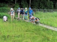 地域の湿地の保全活動をされているそうです。園内の湿地では、ミズトンボの花が見ごろで、熱心に観察されていました