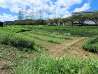 ミズアオイ自生地の秋の保全活動の準備として、自生地の草刈りを行いました