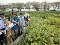 博物館友の会有志による「ミズアオイ見守り隊」の保護活動のおかげで、たくさんのミズアオイが咲いていました