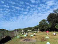 27日：秋空の下、草集めをするボランティアの方々（うろこ雲が広がる秋らしい空になりましたが、ボランティアさんからは、気温はまだ夏だ！との声が）