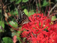 ６日：ヒガンバナの花で吸蜜するナミアゲハ