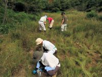 毎年駆除作業を行っていますが、未だ根絶に至らず。 ただし、湿地内の個体数、生育範囲は確実に縮小しています