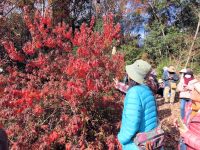 湿地エリアに植栽しているモチツツジが鮮やかに紅葉していました。 花も1輪、狂い咲きしていました