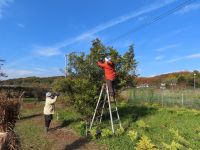 6日：クチナシの果実の収穫をする植物園ボランティア（採集した果実は、ひと冬かけて乾燥し、来冬の来園者プレゼントなどとして配布します。）