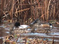 6日：2025年最初の来園者（鳥）、ハシビロガモ