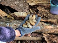 すっかり朽ちた木の中からは、大量のカブトムシの幼虫が！