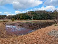 8日：温室エリア池内部 ヒメガマ刈り取り完了 （例年は年明け前に終わらせるようにしている池内部のヒメガマの刈り取りをなんとか寒波到来前に終わらせました。）