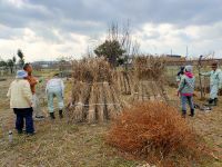 15日：刈り取ったヒメガマの「くろ」作り（刈ったヒメガマは束ねて腐らないように立てた状態にしておきます。 このような集めて積み重ねたものを「くろ」と呼びます。）